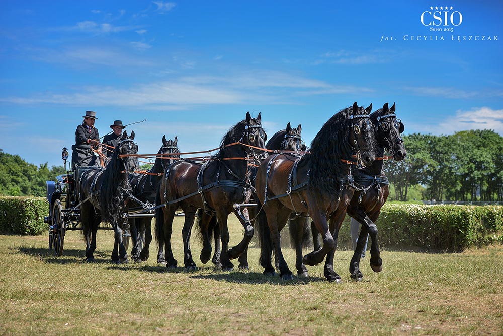 Cecylia Leszczak Horse Photographer, Swarzedz, Poland